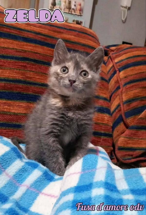 Zelda, Tenera Gattina Da Adottare!