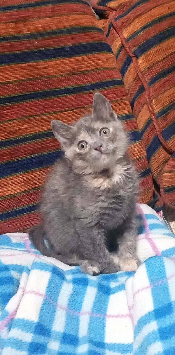 ZELDA, tenera gattina da adottare! Foto 2