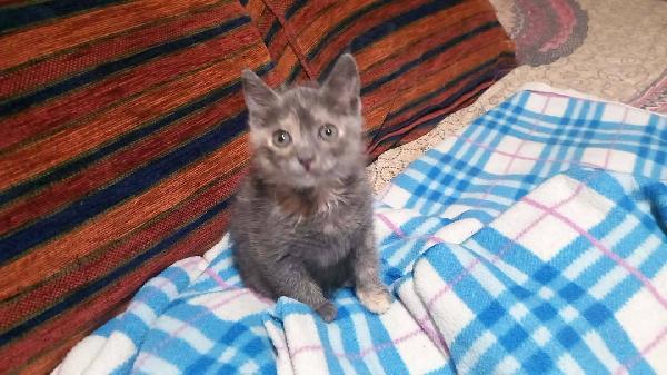 ZELDA, tenera gattina da adottare! Foto 3