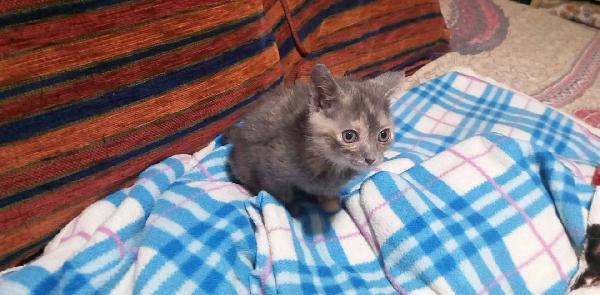 ZELDA, tenera gattina da adottare! Foto 4