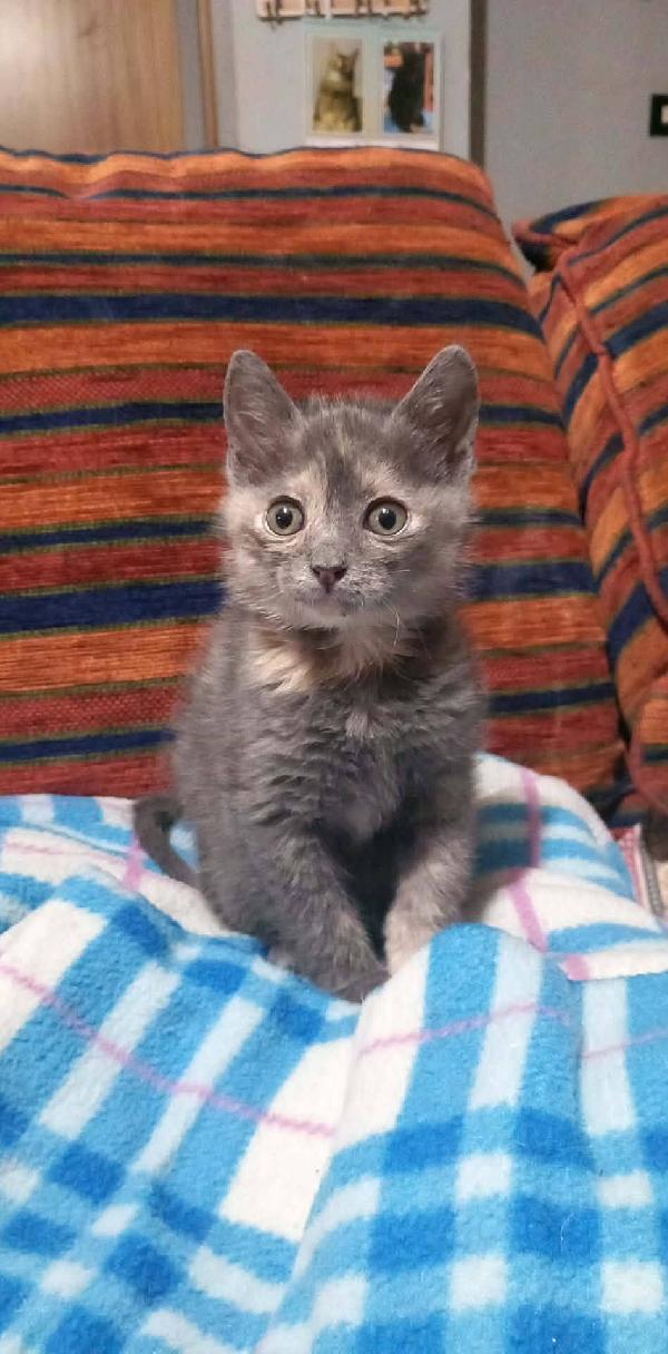 ZELDA, tenera gattina da adottare! Foto 5