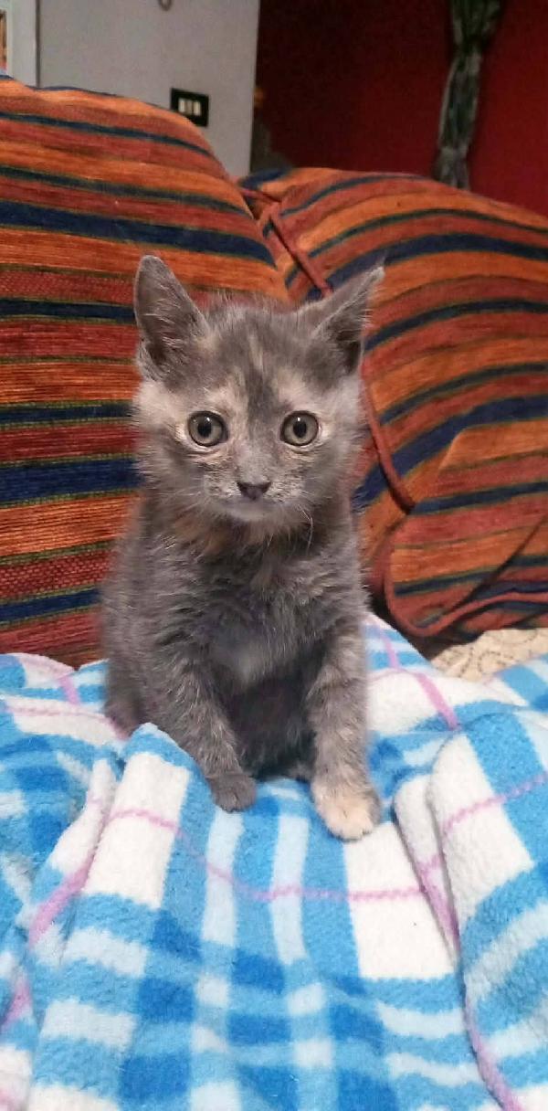 ZELDA, tenera gattina da adottare! Foto 6