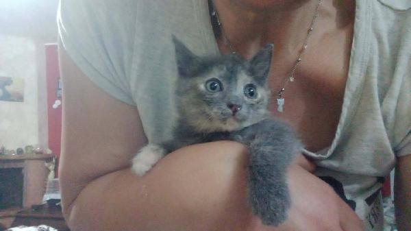 ZELDA, tenera gattina da adottare! Foto 7