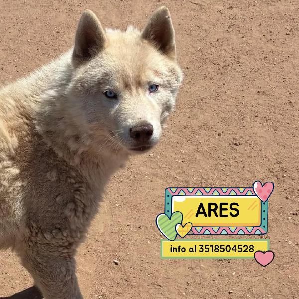 Ares Siberian Husky 1 Anno Cerca Casa - In Adozione 