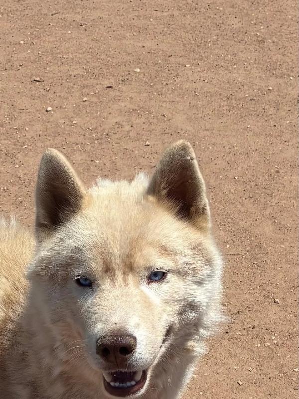 ARES siberian HUSKY 1 anno cerca casa - in adozione  Foto 2