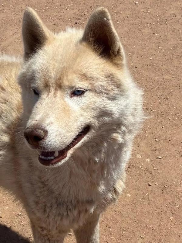 ARES siberian HUSKY 1 anno cerca casa - in adozione  Foto 3