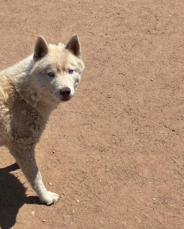 ARES siberian HUSKY 1 anno cerca casa - in adozione  Foto 4