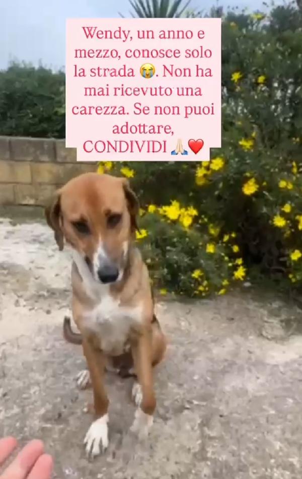 Wendi 18Mesi Entrerà In 1Pessimo Canile@