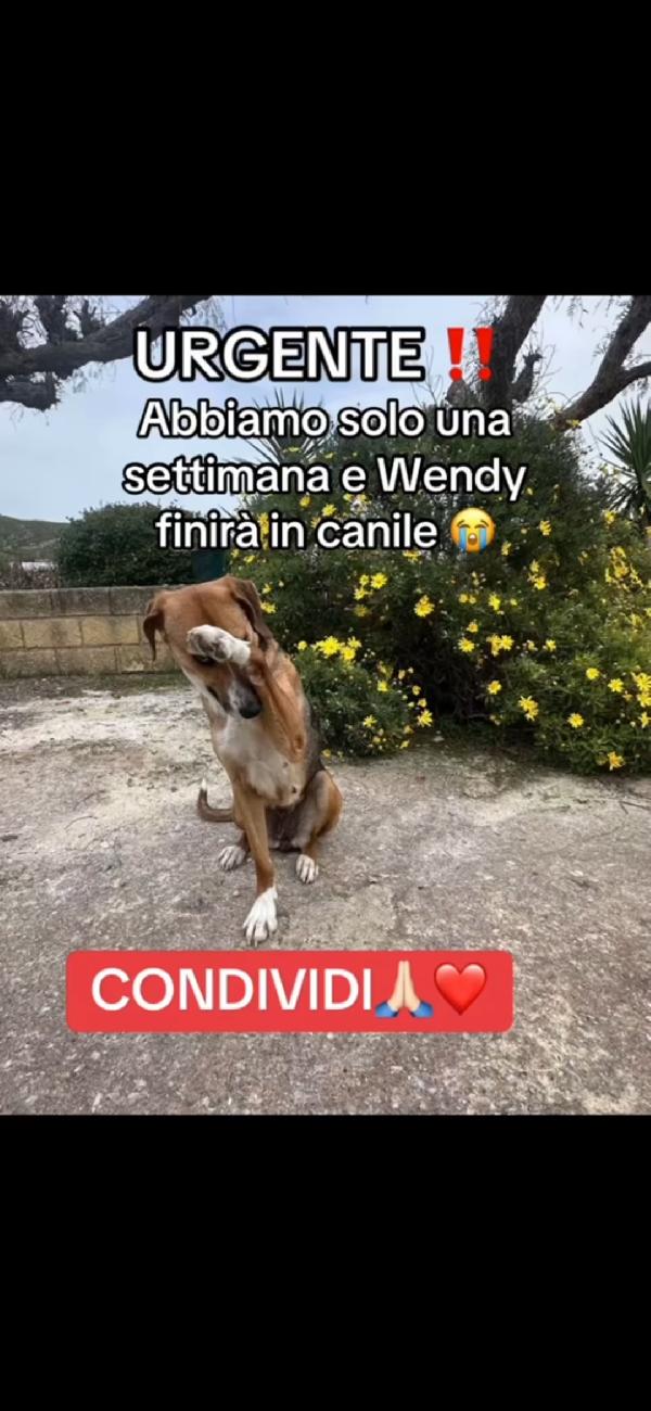 Wendi 18mesi entrerà in 1pessimo canile@ Foto 2