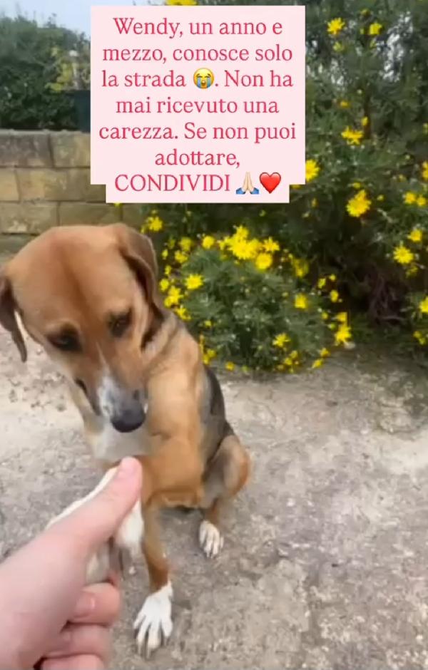 Wendi 18mesi entrerà in 1pessimo canile@ Foto 3