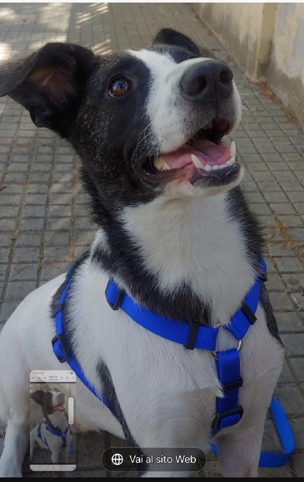 Luce femmina 3anni TRIPODE,STALLO FINITO!URGE CASA SARDEGNA Foto 2