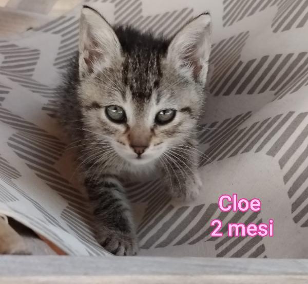 Stupendi micini da salvare Foto 9