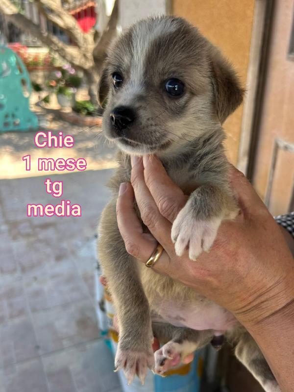 Adozione Per Questi Cuccioli 