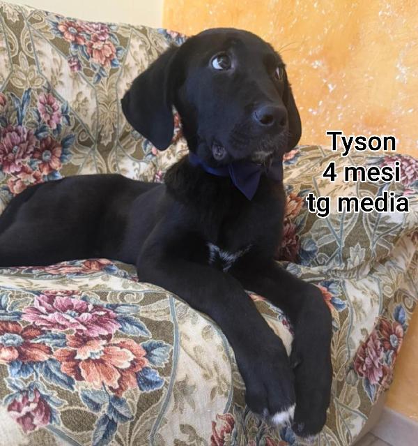 Adozione per questi cuccioli  Foto 2