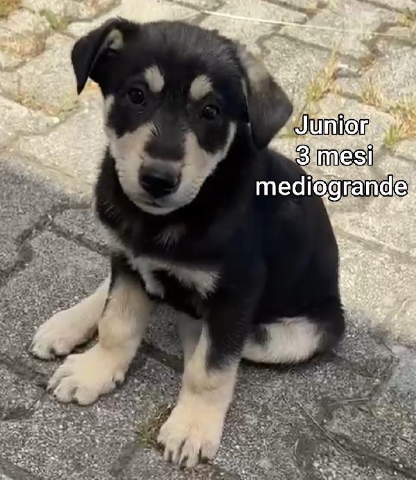 Adozione per questi cuccioli  Foto 3