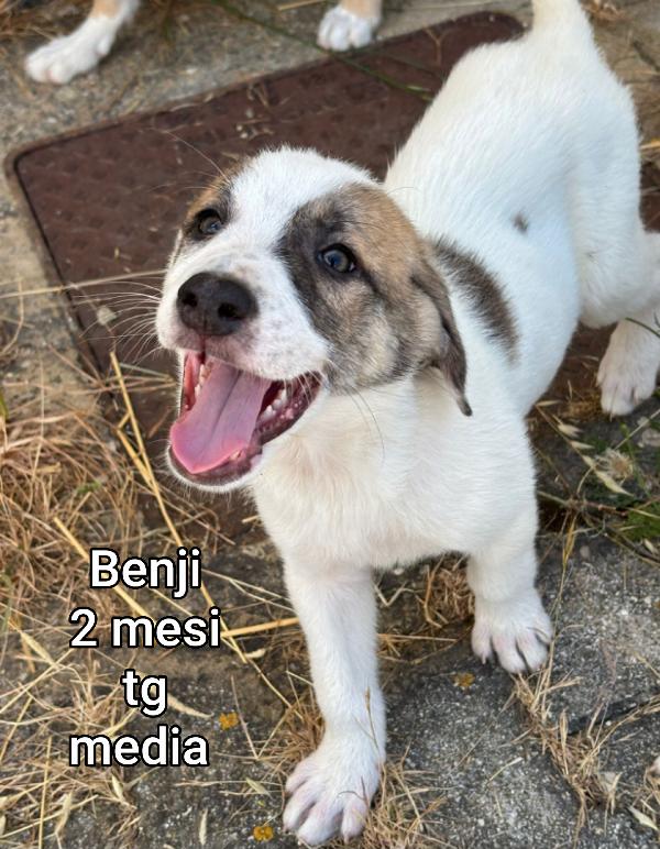 Adozione per questi cuccioli  Foto 5