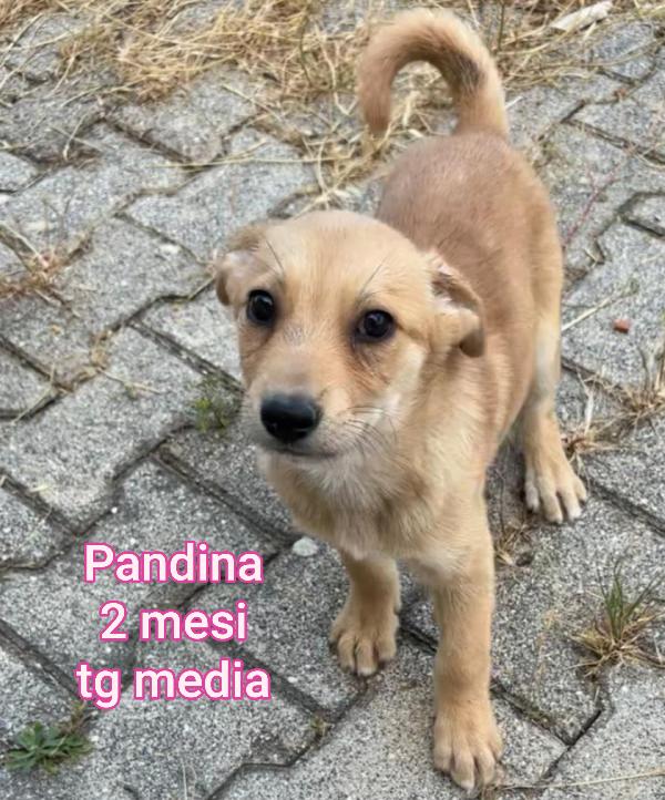 Adozione per questi cuccioli  Foto 6