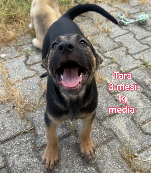 Adozione per questi cuccioli  Foto 7