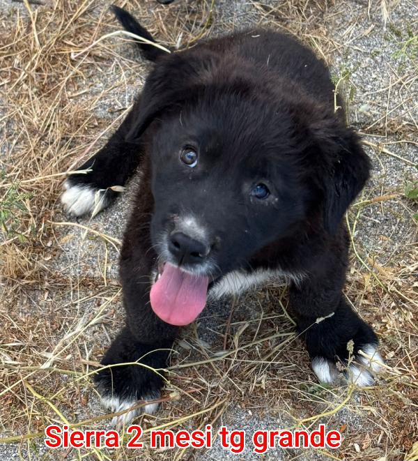 Adozione per questi cuccioli  Foto 8