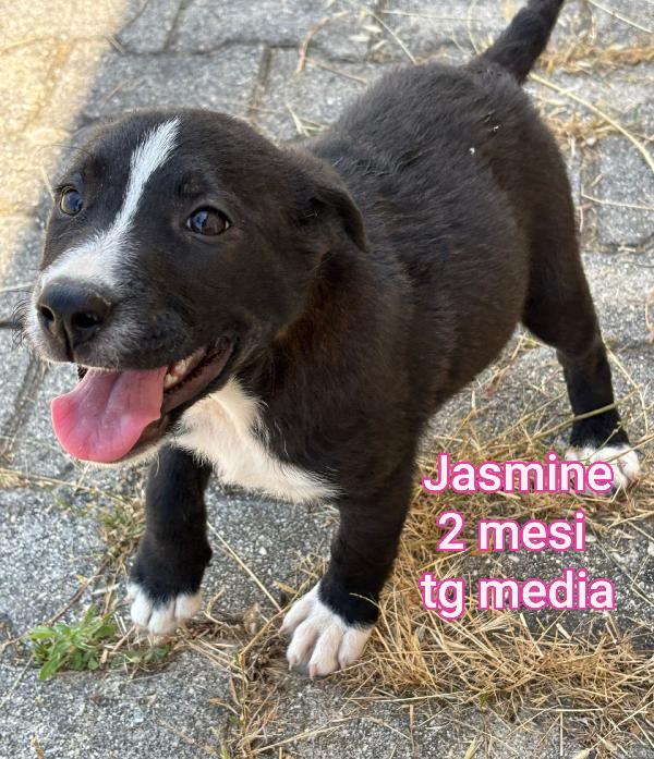 Adozione per questi cuccioli  Foto 9