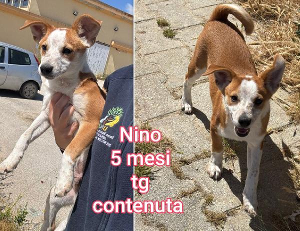 Cagnolini Piccolini