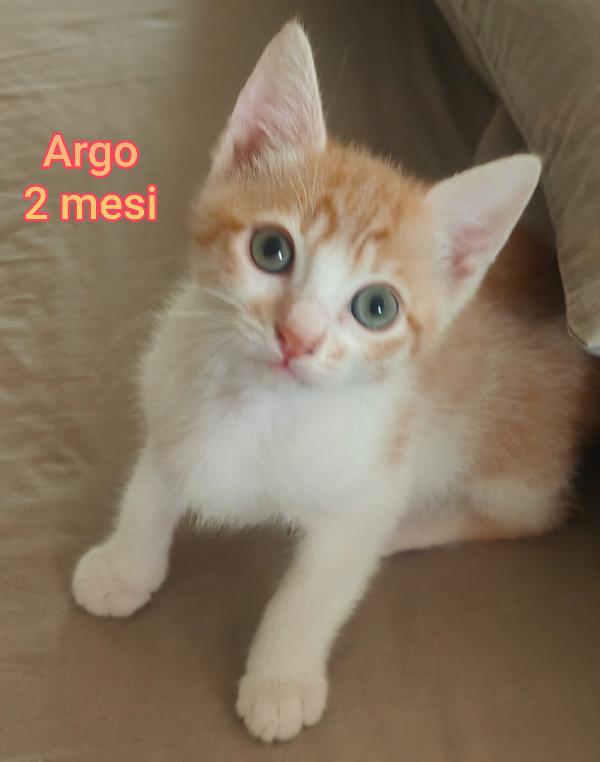 Siamo Sommerse Dai Gattini