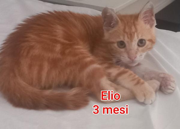 Siamo sommerse dai gattini Foto 2