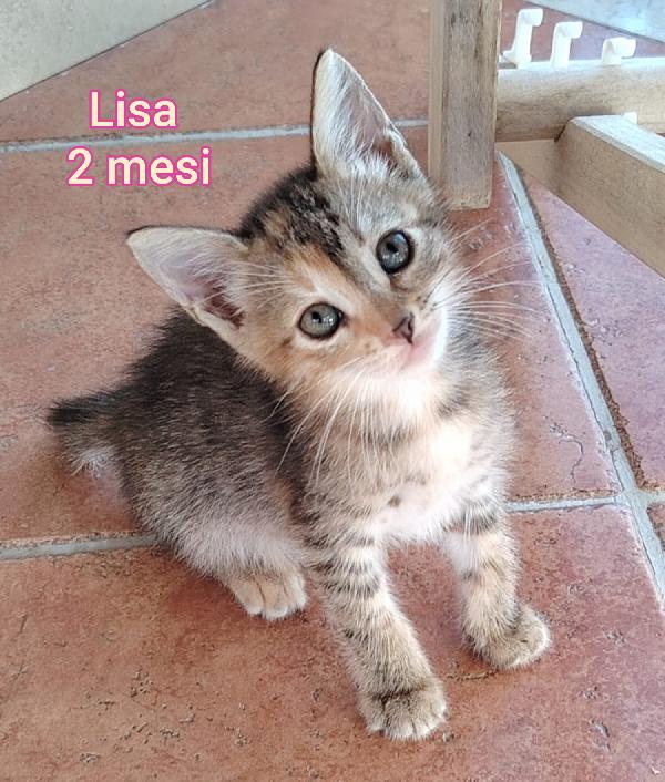 Siamo sommerse dai gattini Foto 3