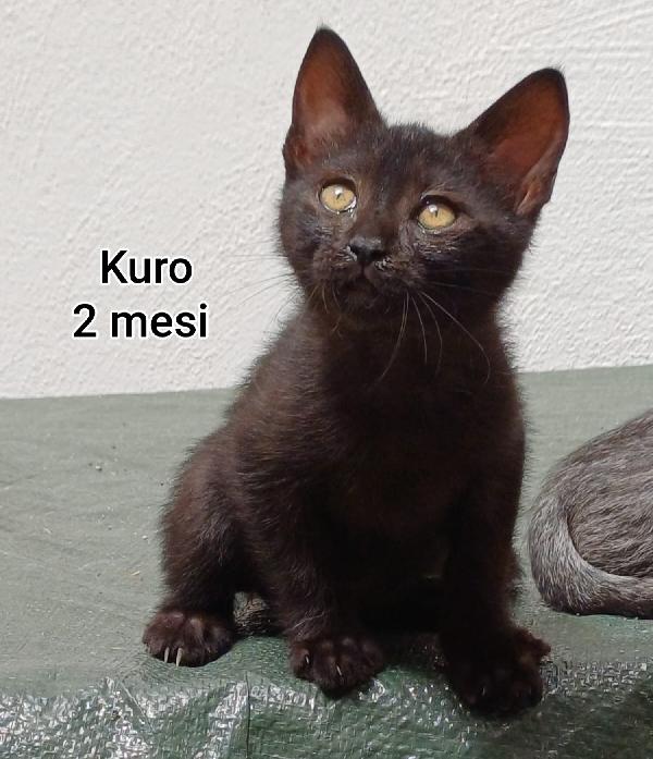 Siamo sommerse dai gattini Foto 6