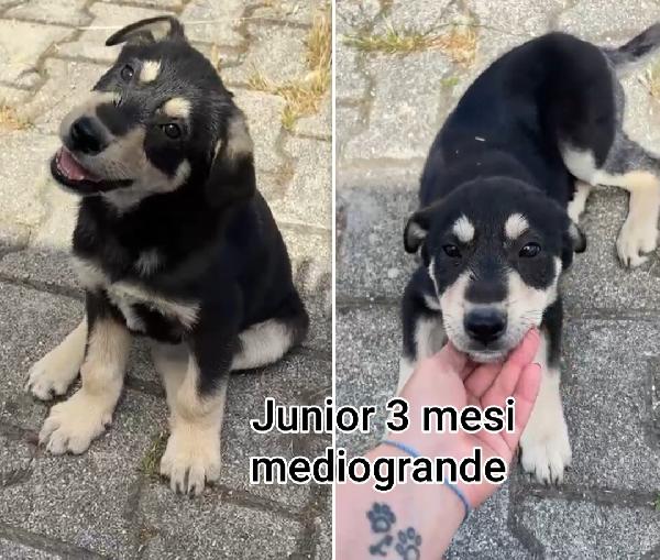 Troppi Cuccioli Senza Casa