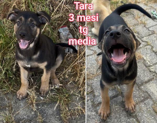Troppi cuccioli senza casa Foto 3
