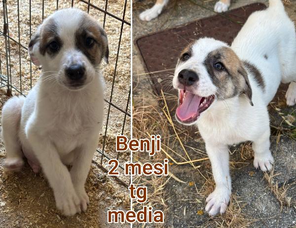 Troppi cuccioli senza casa Foto 4