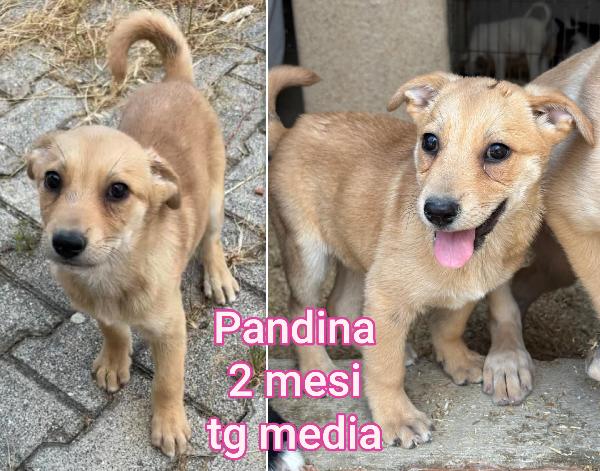 Troppi cuccioli senza casa Foto 5