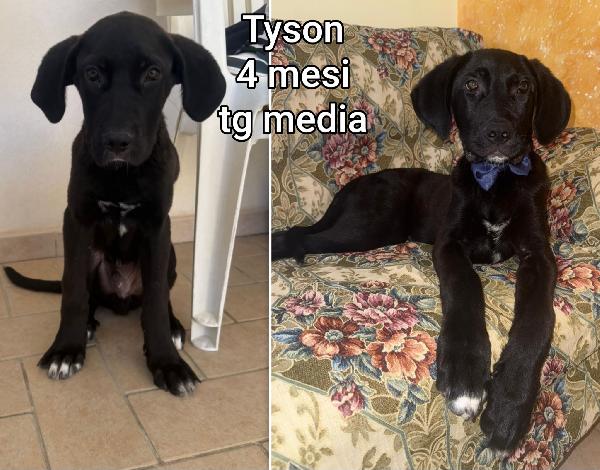 Troppi cuccioli senza casa Foto 6