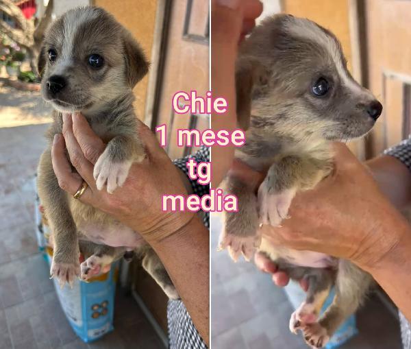 Troppi cuccioli senza casa Foto 7