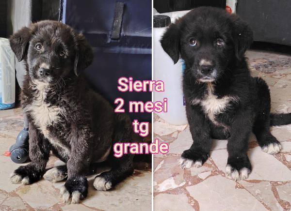 Troppi cuccioli senza casa Foto 9