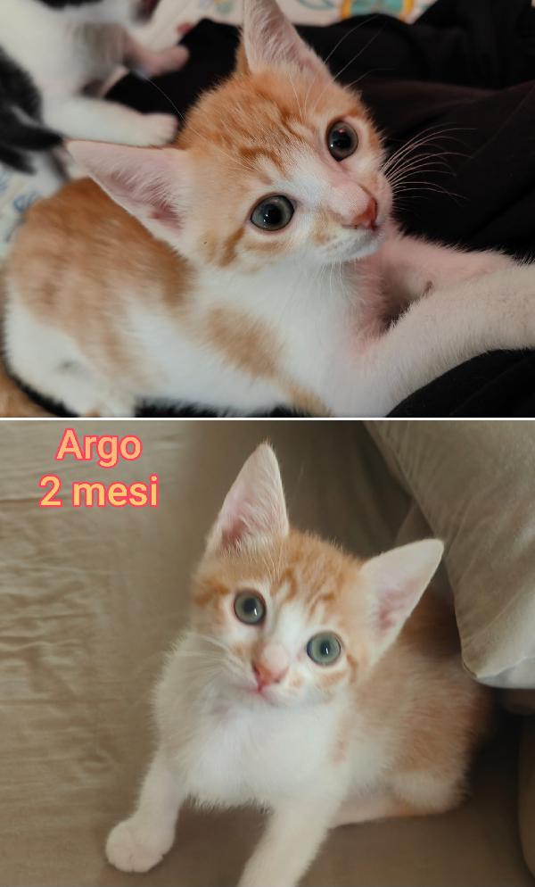 Tenerissimi micini! Foto 3