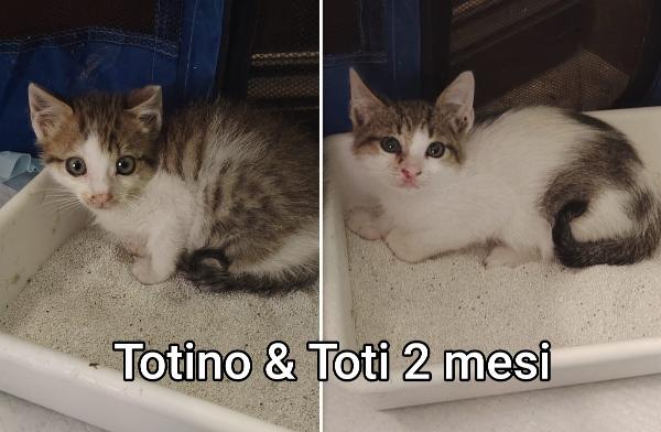 Tenerissimi micini! Foto 6