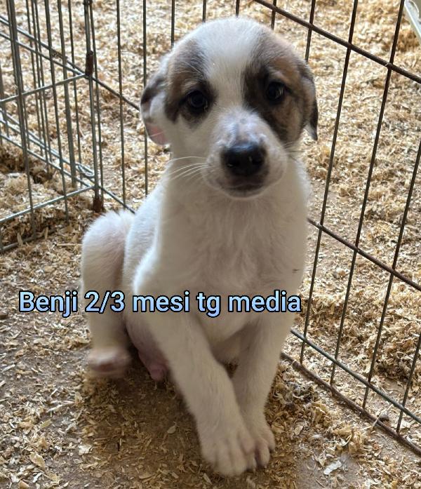 Troppi cuccioli senza famiglia  Foto 5