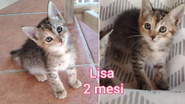 ADOZIONI GATTINI! Foto 2