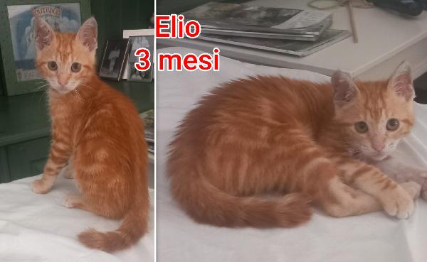 ADOZIONI GATTINI! Foto 3