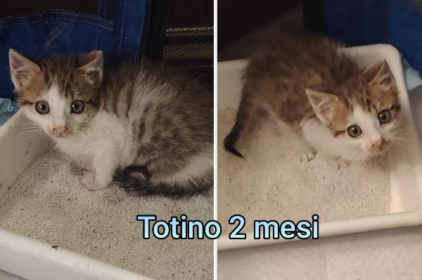 ADOZIONI GATTINI! Foto 4