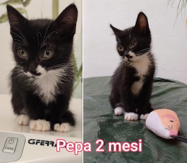 ADOZIONI GATTINI! Foto 9