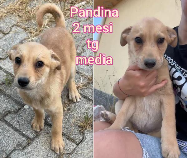 ADOZIONI CUCCIOLI!!! Foto 3