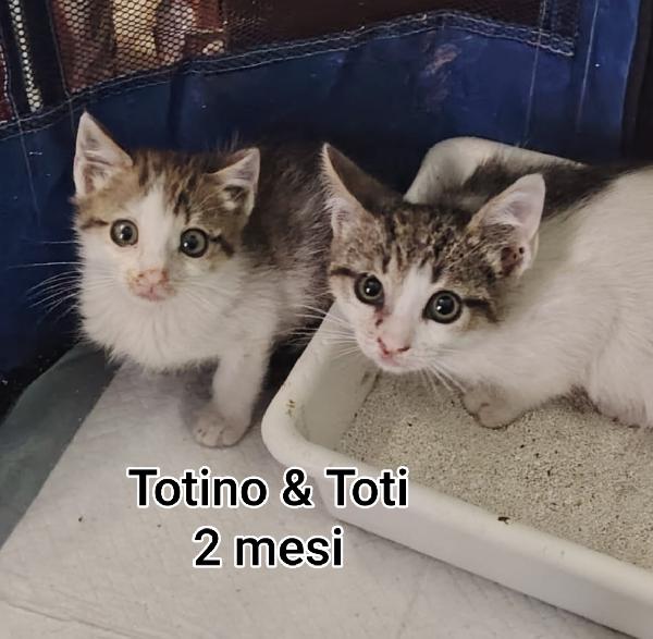 MICINI ABBANDONATI, URGENTE  Foto 2