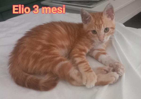 MICINI ABBANDONATI, URGENTE  Foto 5