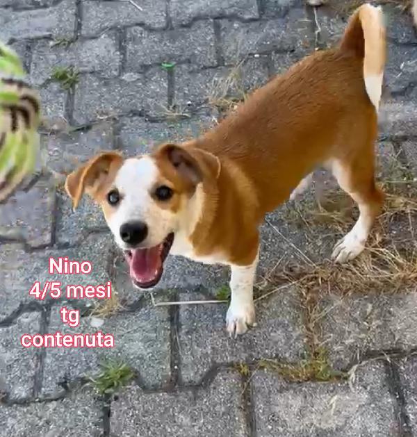 Adorabili cuccioli in rifugio  Foto 6