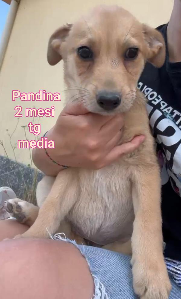 Adorabili cuccioli in rifugio  Foto 7