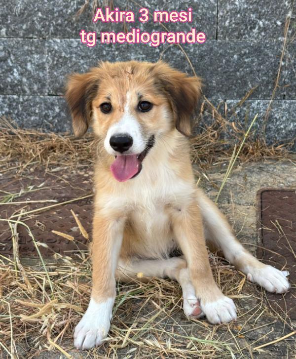 Adorabili cuccioli in rifugio  Foto 8