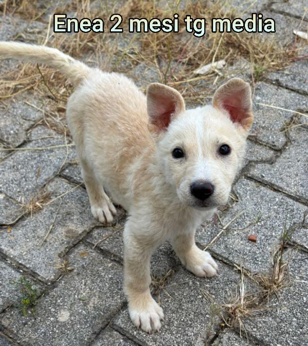 Adorabili cuccioli in rifugio  Foto 9